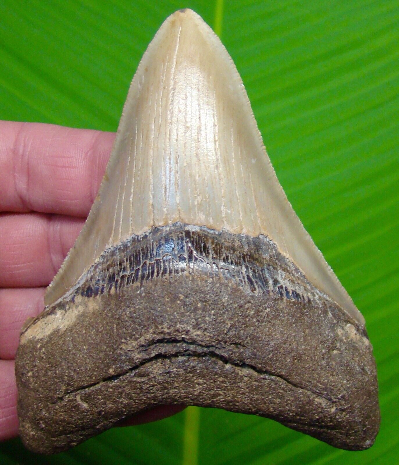 MEGALODON SHARK TOOTH  - 4 & 7/16 -  - w/ DISPLAY STAND  - MEGLADONE