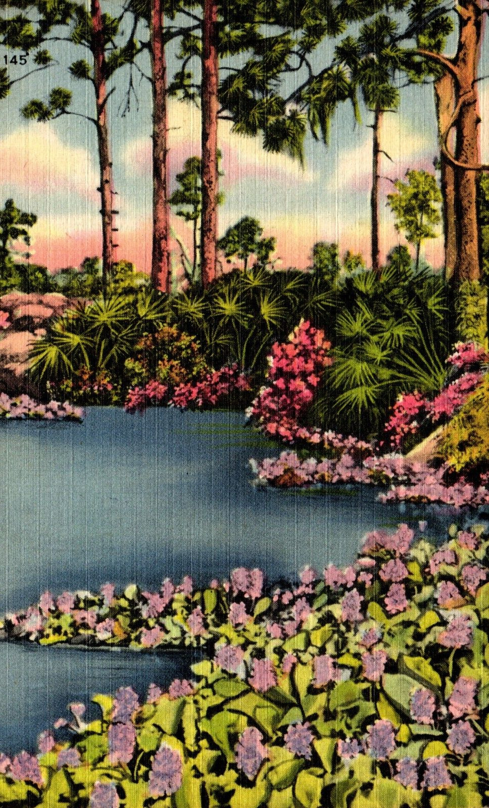 Postcard A Hyacinth Pool Florida