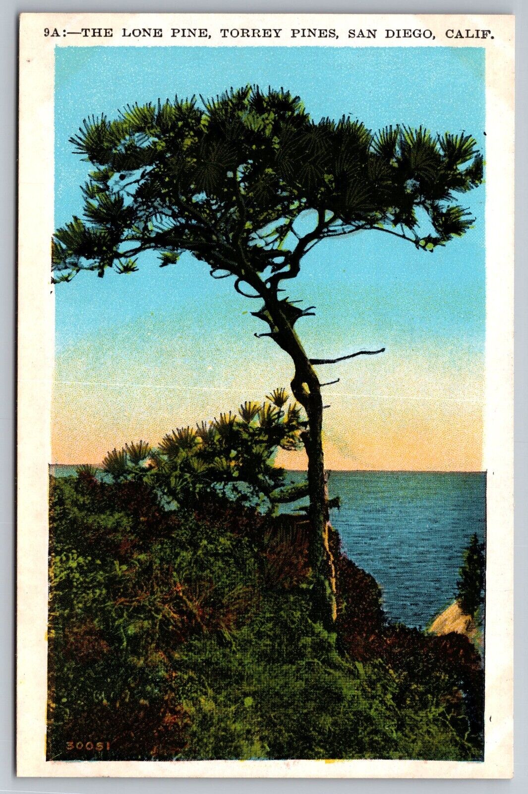 The Lone Pine. Torrey Pines. San Diego California Postcard