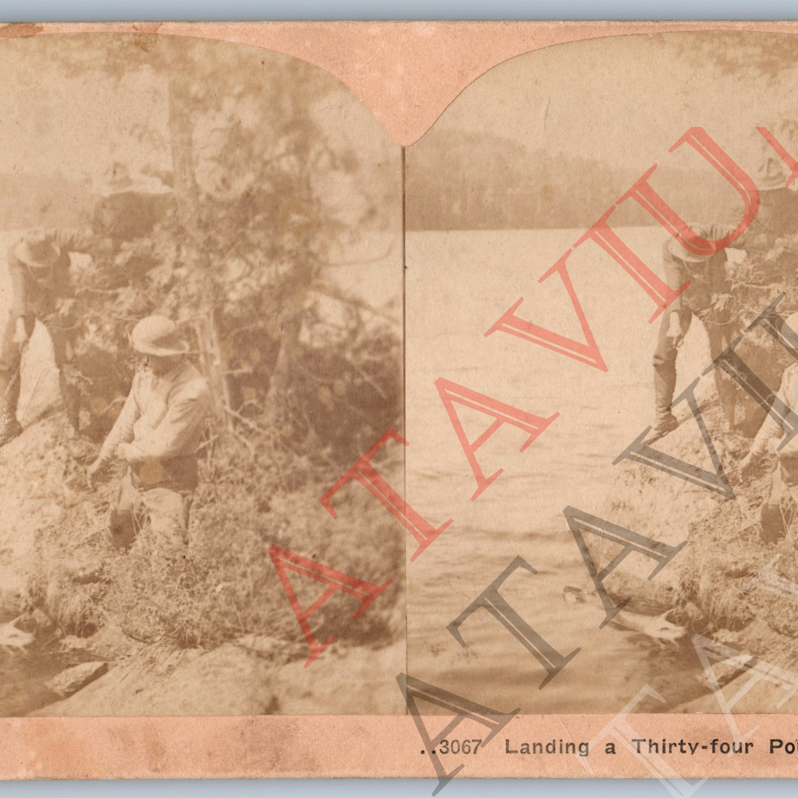 c1890s Fishing Men Land 34-Pound Muskey Catch Real Photo Stereoview Hunting V43