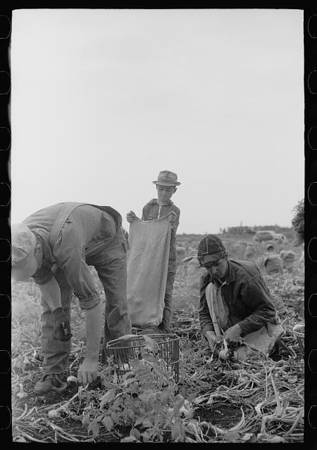 Onion Field,Rice County,Minnesota,MN,Arthur Rothstein,September 1939,FSA,2