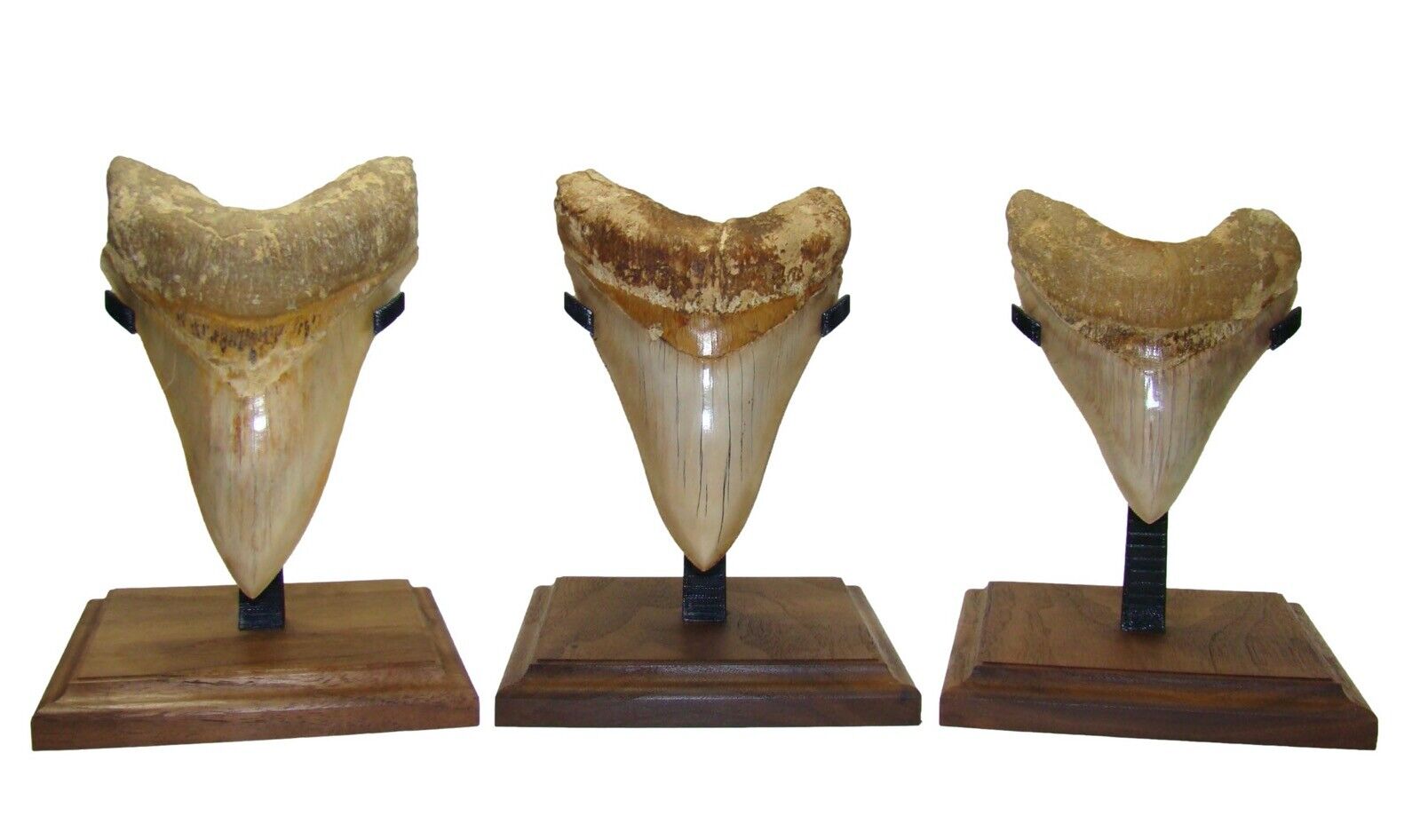 MEGALODON SHARK TOOTH - DISPLAY STAND - size LARGE - REAL WOOD BASE