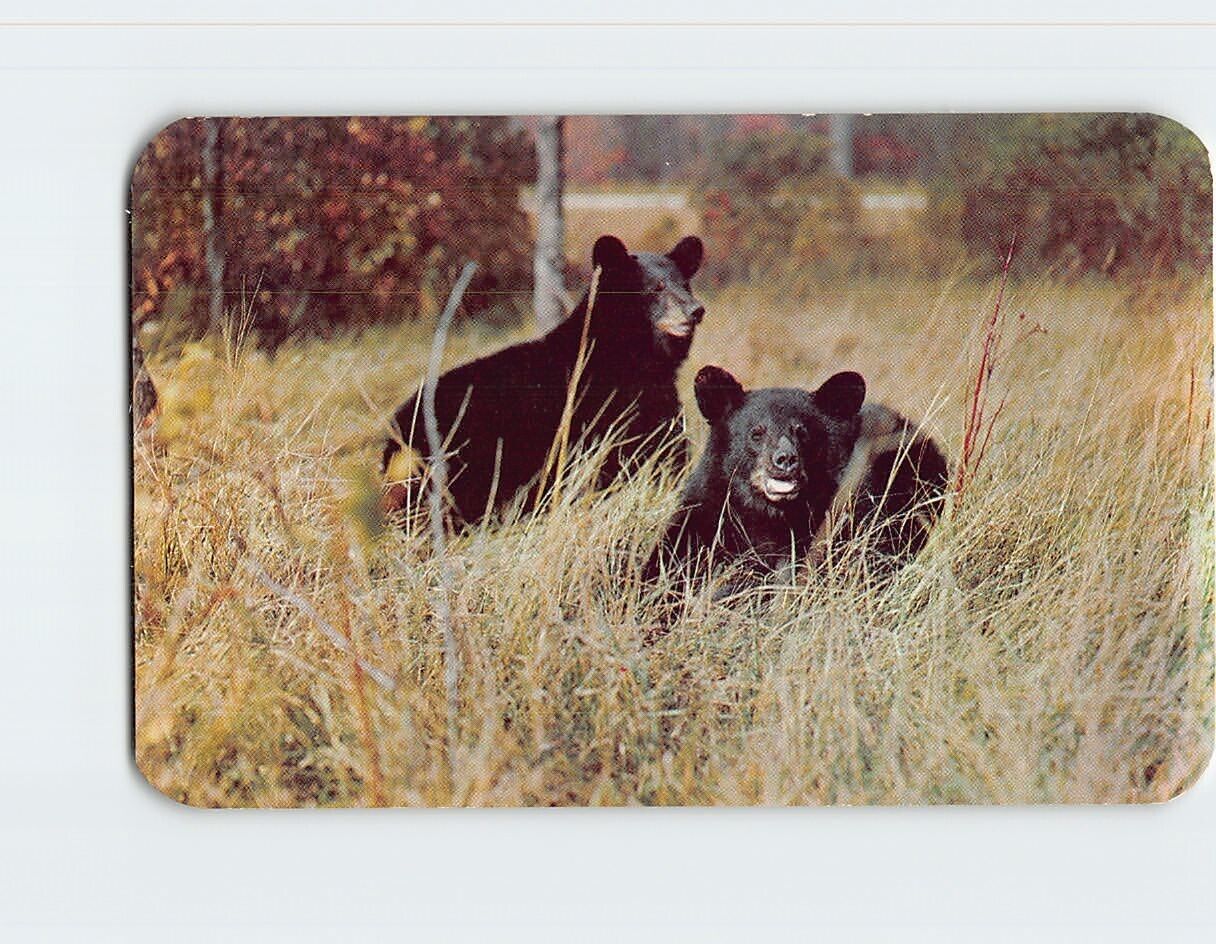 Postcard A Pair Of Black Bear Vacationland Scene