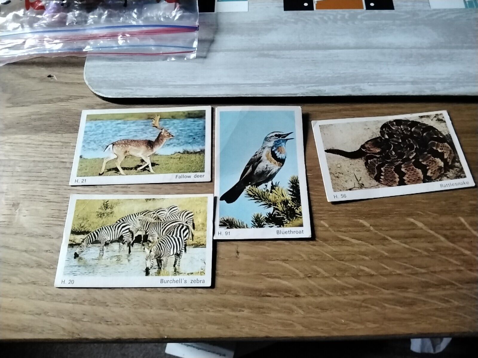 DANDY GUM CARDS WILD ANIMALS X4 - NO.S 20,21,56,91