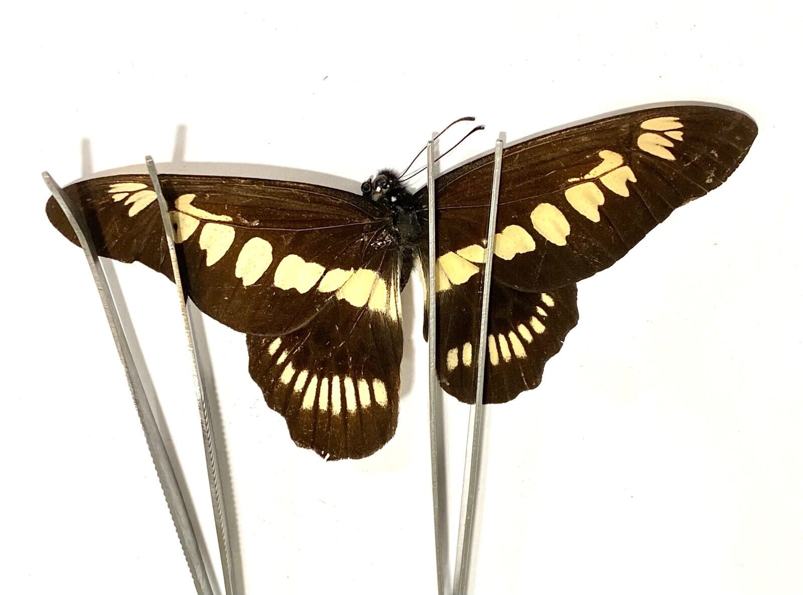 Insect Butterfly Papilionidae Graphium latreillianus theorini-Rare Female