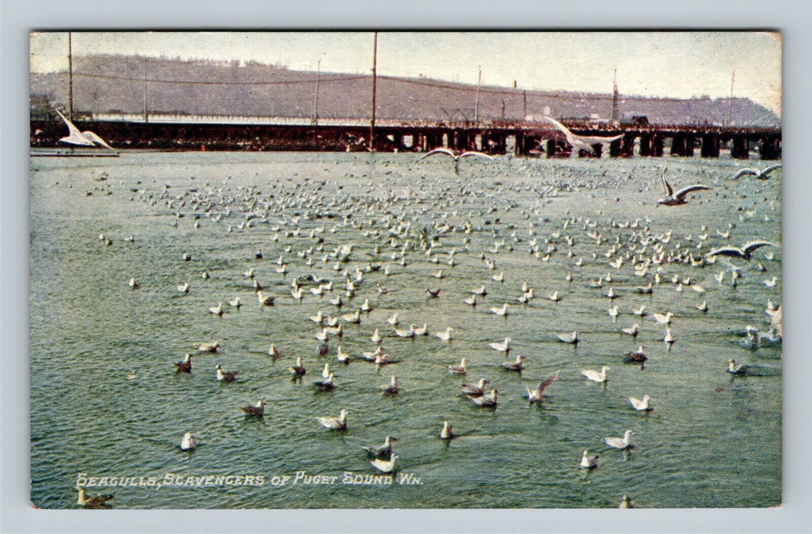 Puget Sound WA, Seagulls, Scavengers, Washington Vintage Postcard