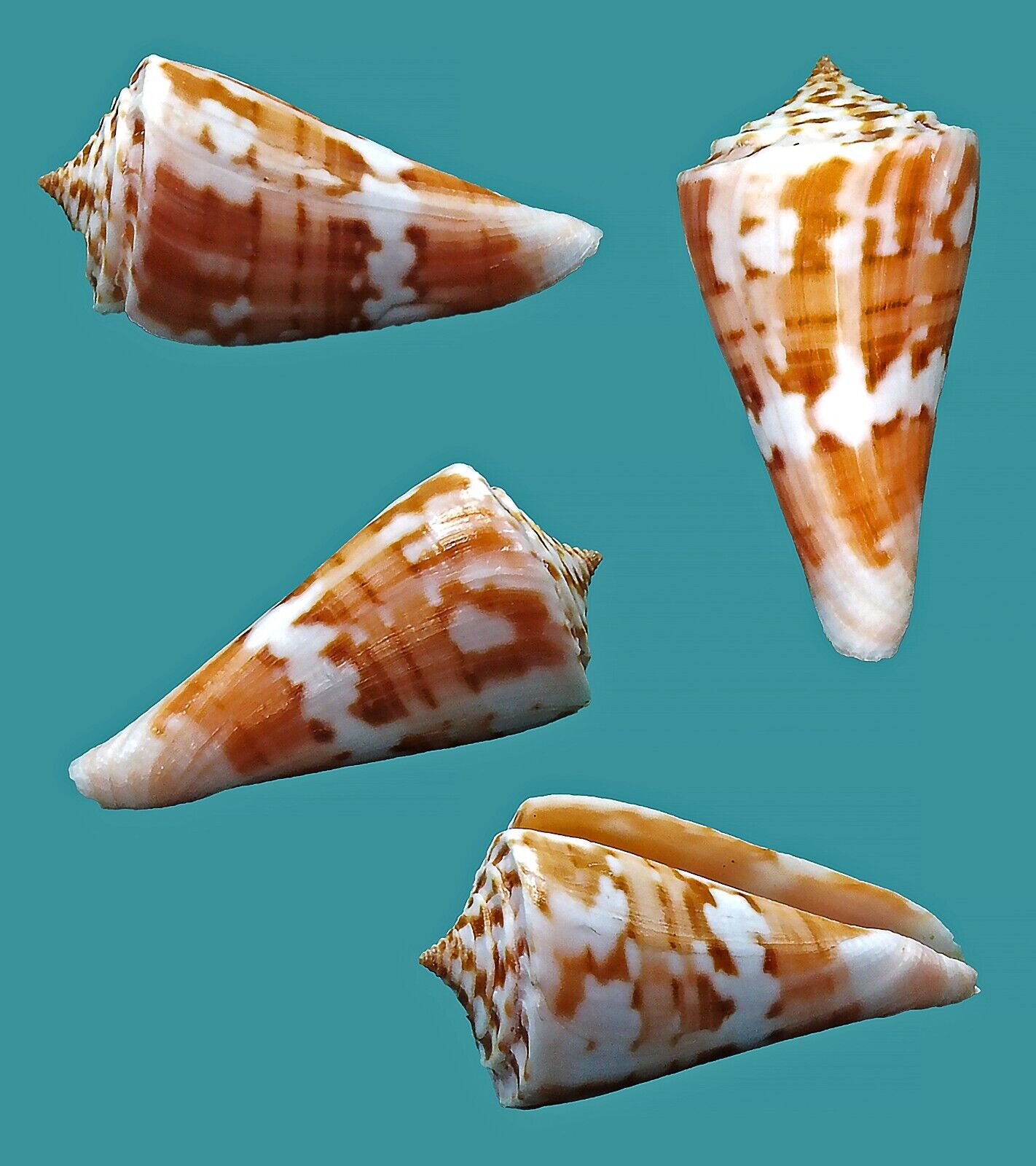 Conus Sanderi Carioca  41.4  Off Victoria Brazil RARE SELECTED Seashell
