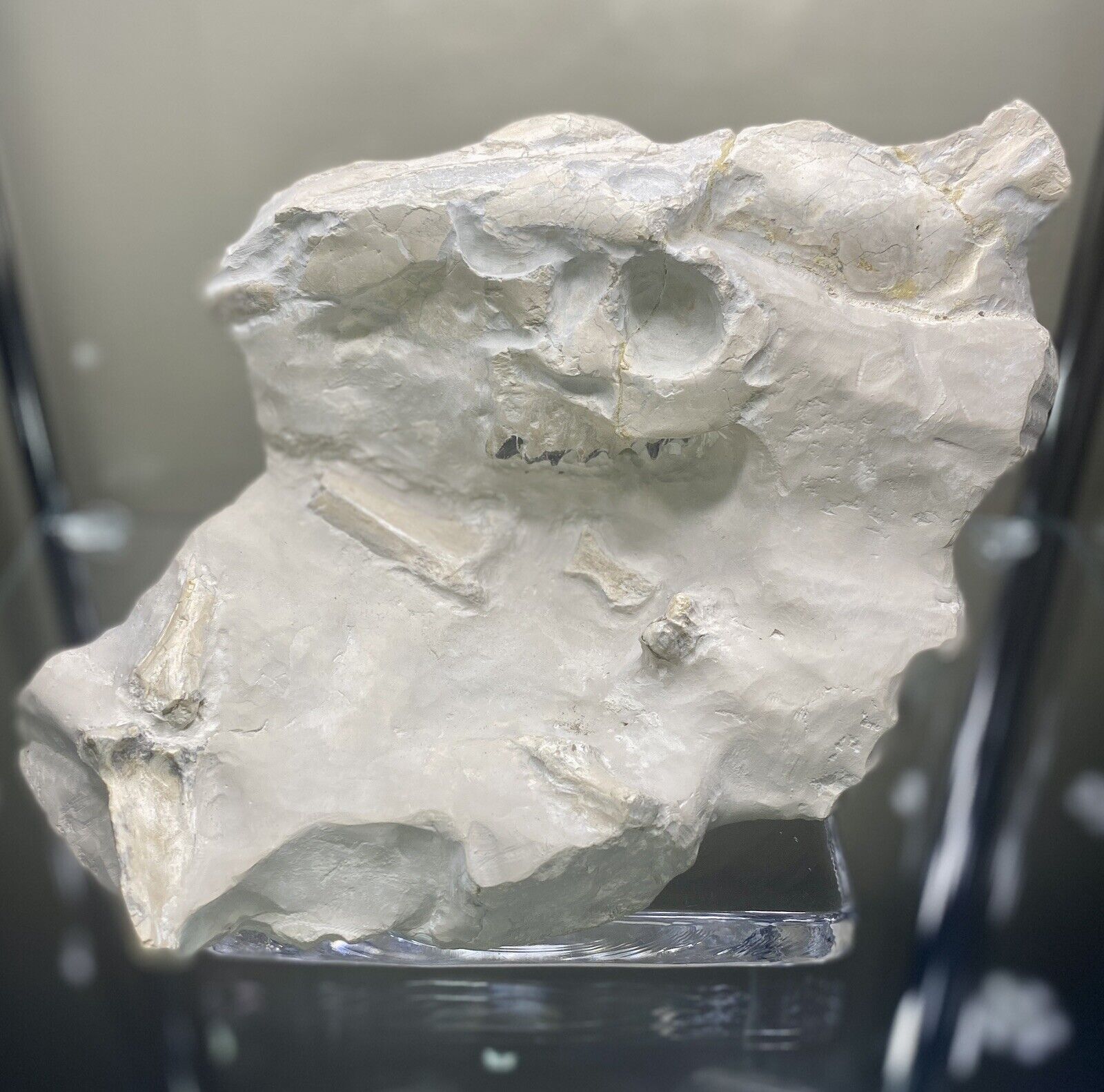 Large Oreodont Fossil Skull and Bone in Matrix from White River Formation