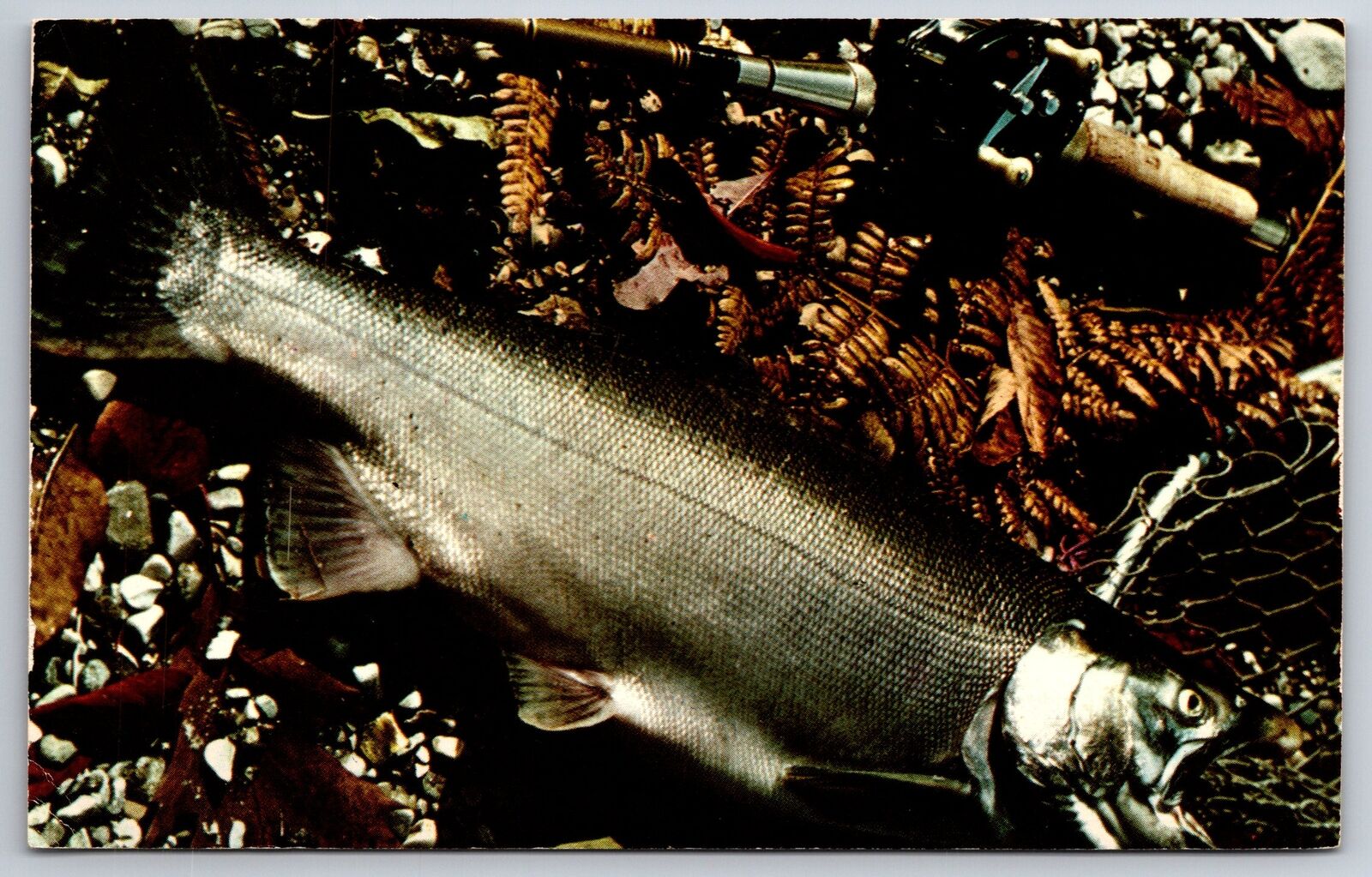 Sports~Coho Fish Country~Fishermans Dream~PM 1976~Curteichcolor Vintage Postcard