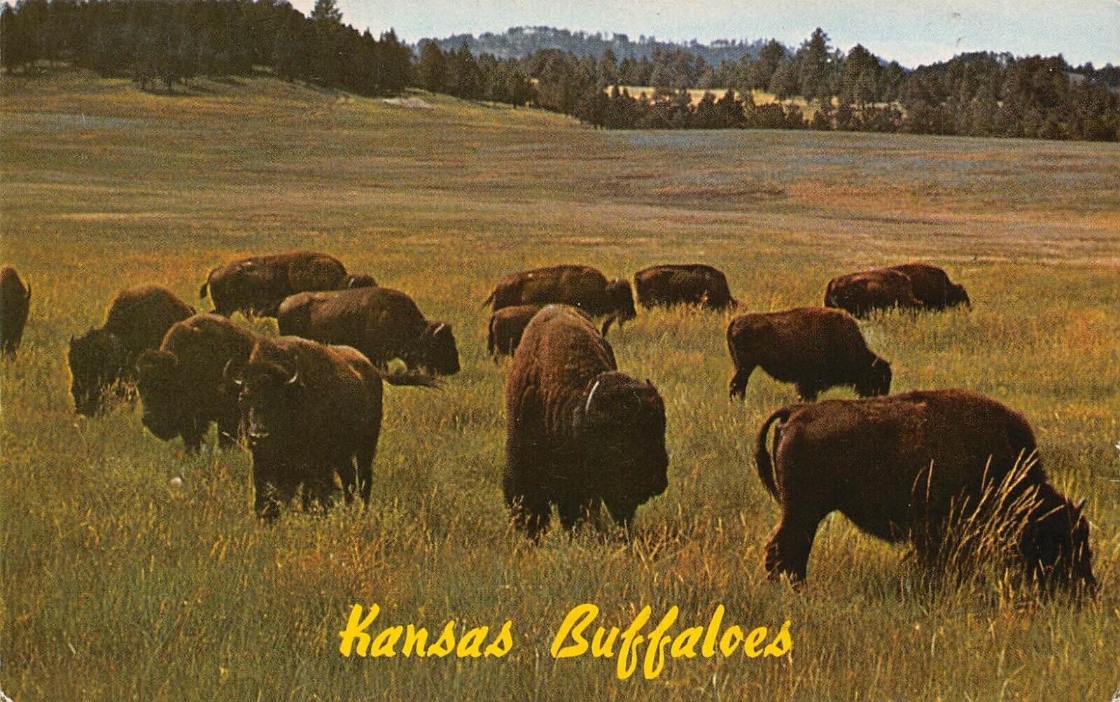 1963 Kansas Buffaloes Buffalo Kingman Garden City Dodge City Chrome Postcard