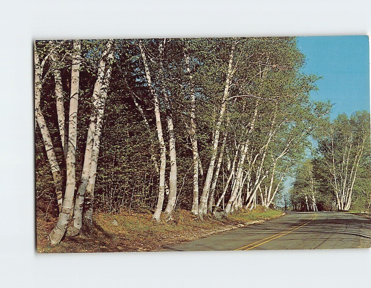 Postcard Beautiful white birches USA