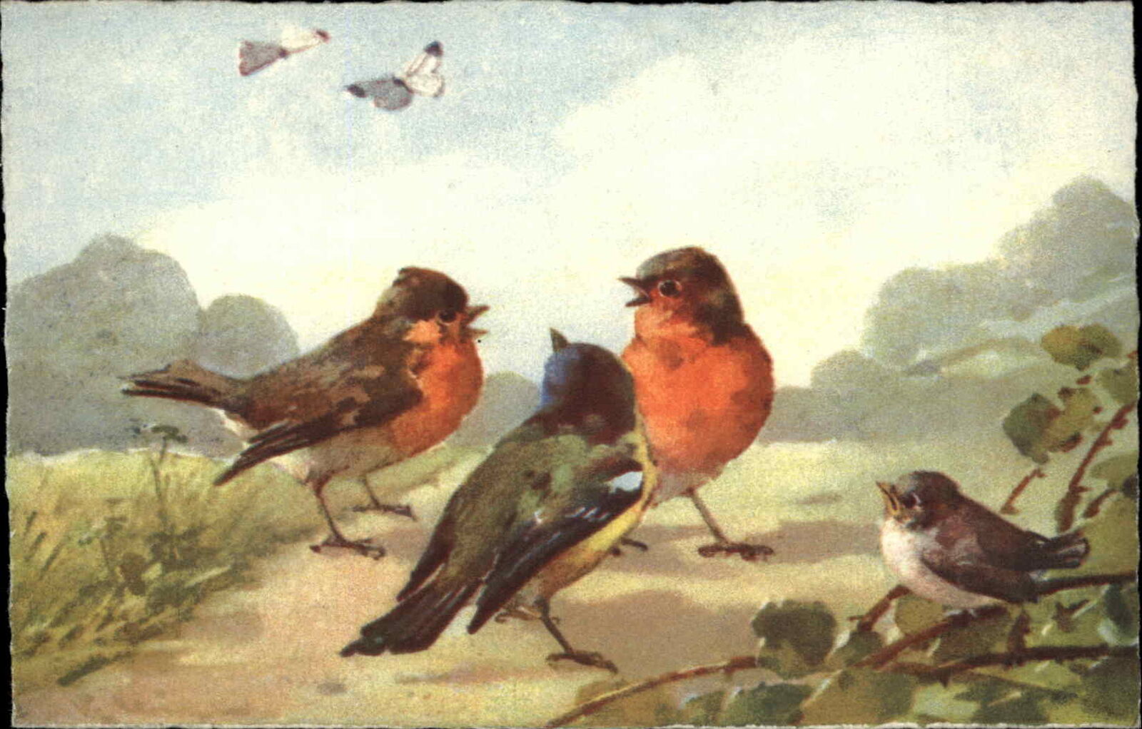 Klein Still Life Robins Song Birds Natural History c1910 Vintage Postcard