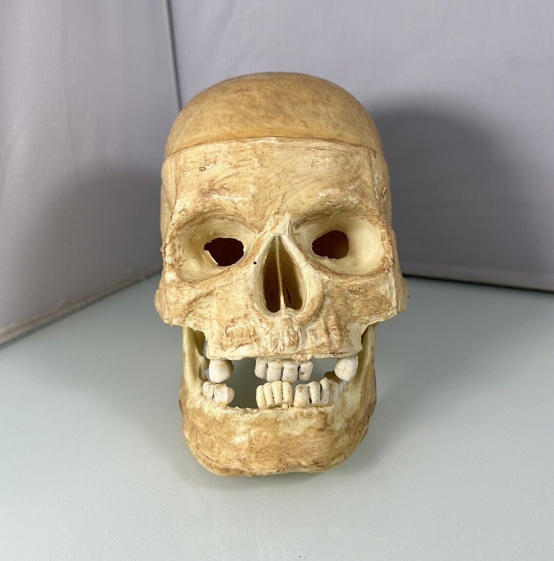 Vintage Realistic Human Skull Life Size Replica w/ Moving Jaw, Rare Topstone Ind