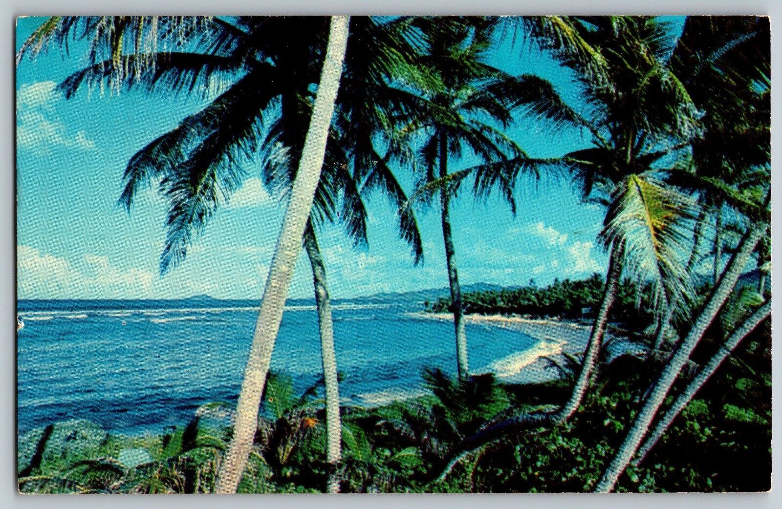 View from Pelican Cove - Showing Palm Trees - Vintage Postcard - Posted