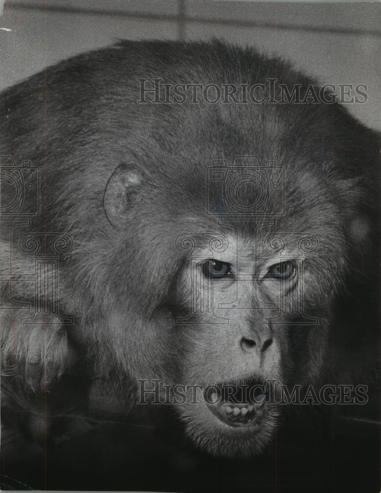 1966 Press Photo Old Joe, the monkey, at the Milwaukee Zoo, Wisconsin