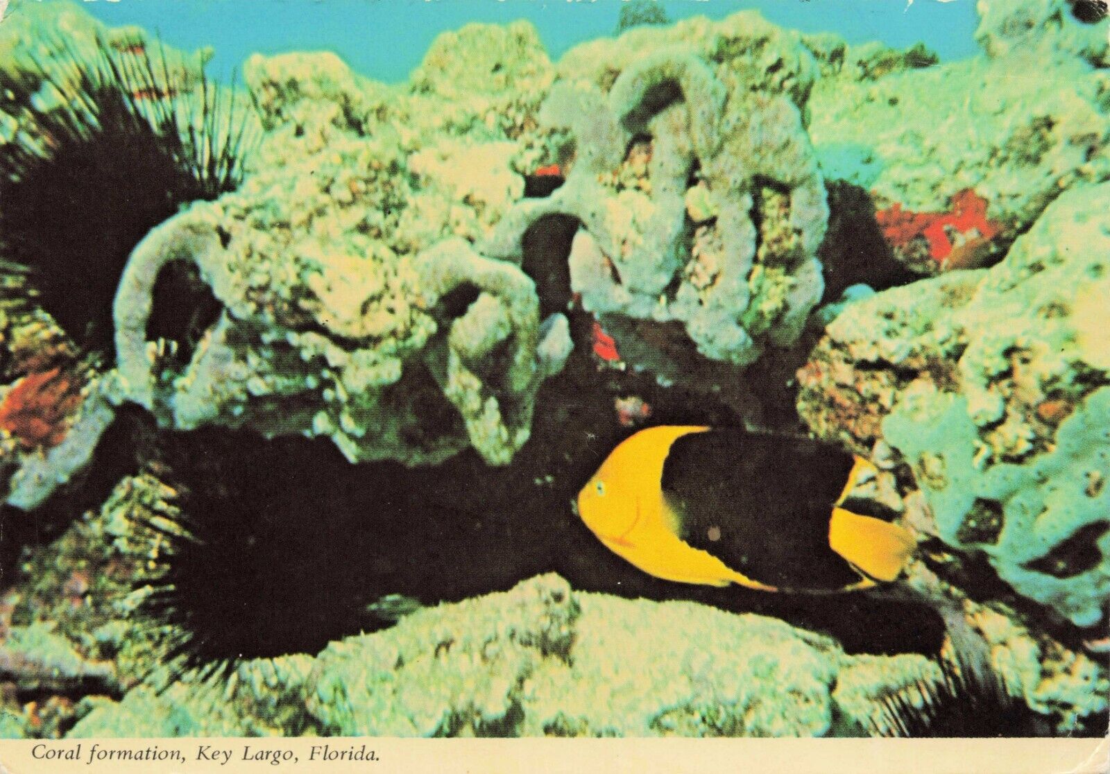 Key Largo Florida Coral Formation Vintage Continental Chrome Postcard Unposted