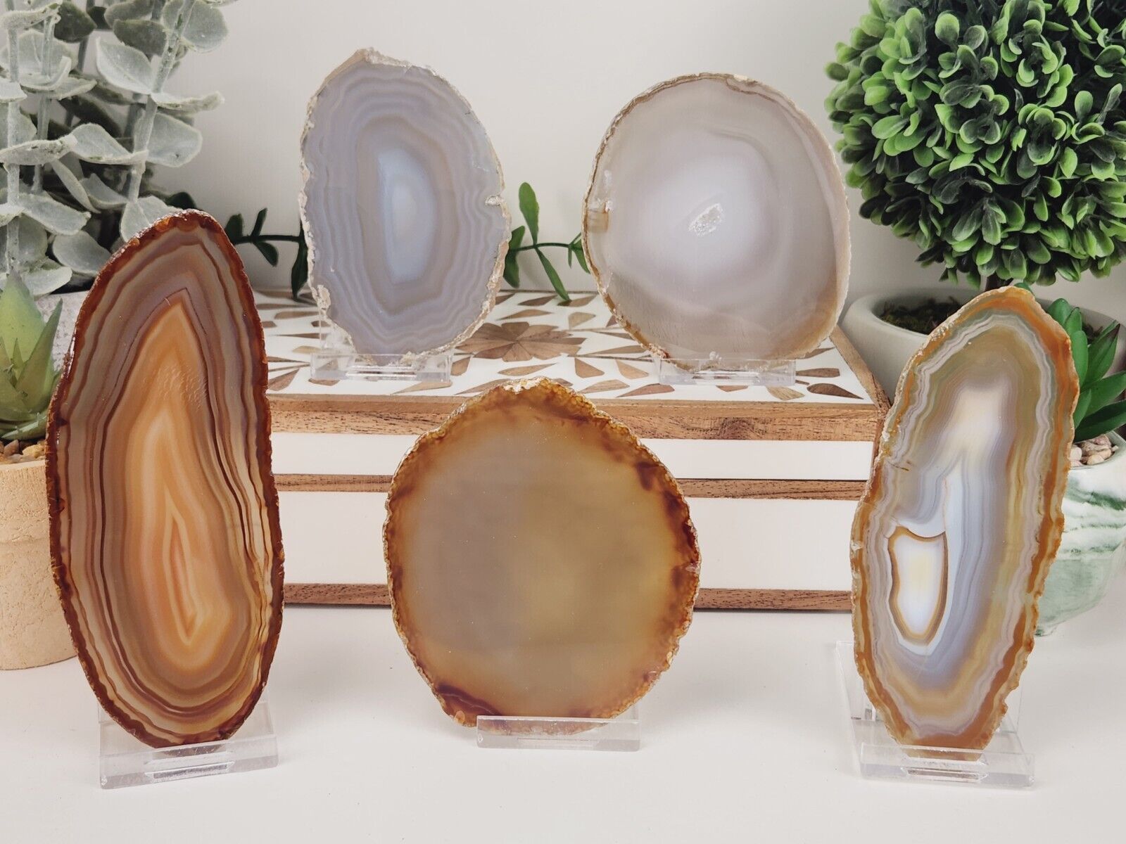Natural Agate Slice Lot of 5 (Avg. 3.0-4.5 inches)