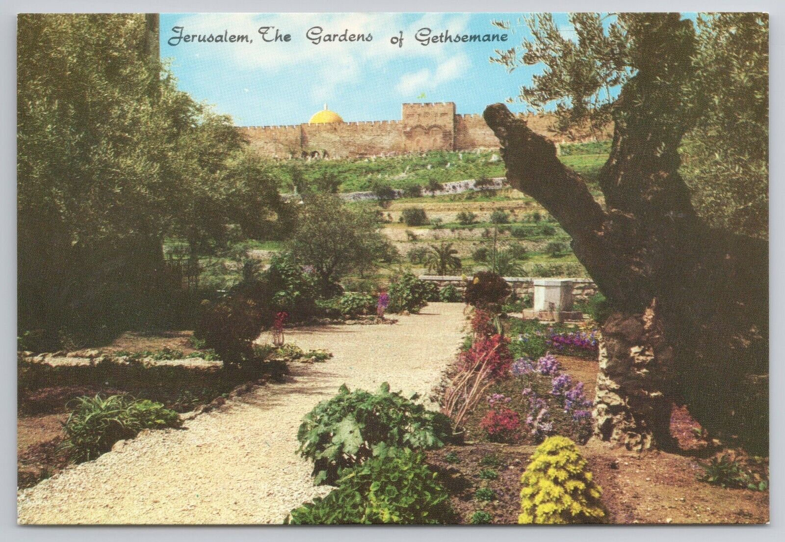 Postcard Jerusalem The Gardens Of Gethsemane Israel Old City Wall Golden Gate