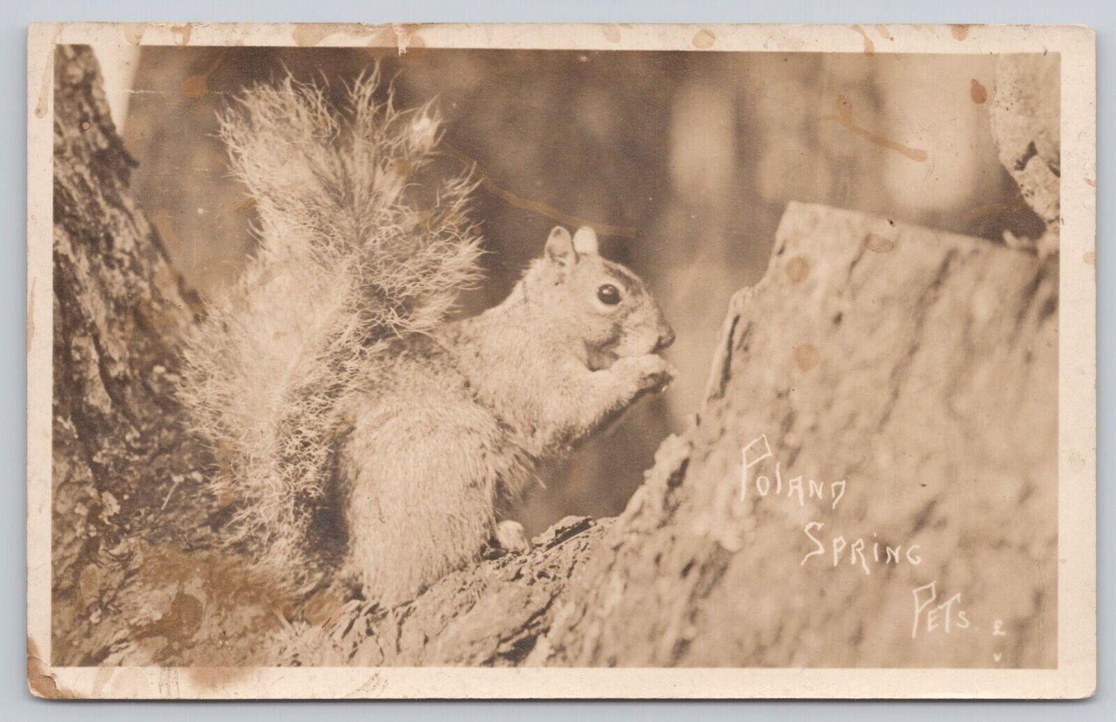Vtg RPPC Post Card Squirrel ''Poland Spring Pets