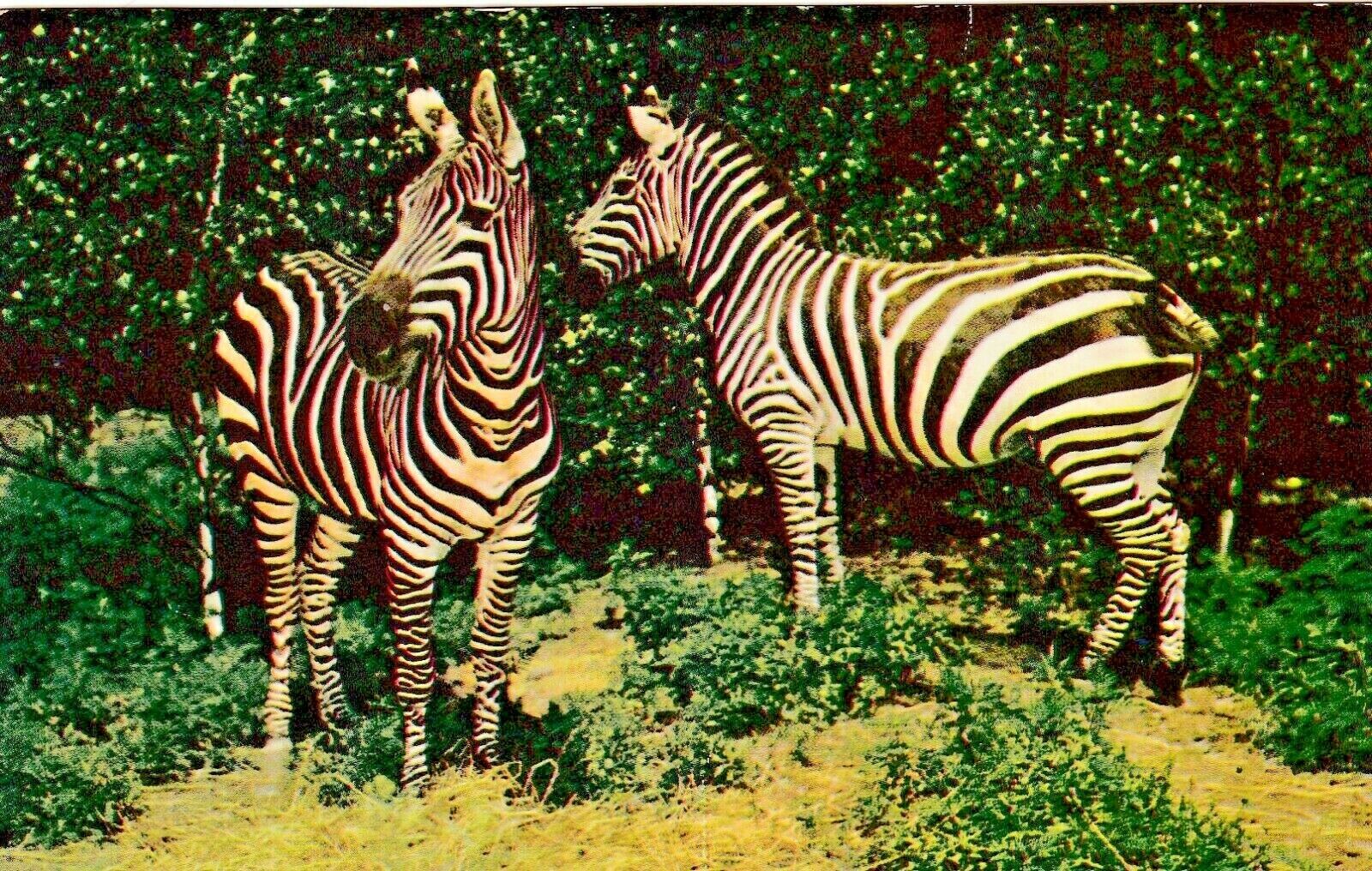 Vintage Animal  Postcard ZEBRAS PAINTED HORSE UNPOSTED   CHROME