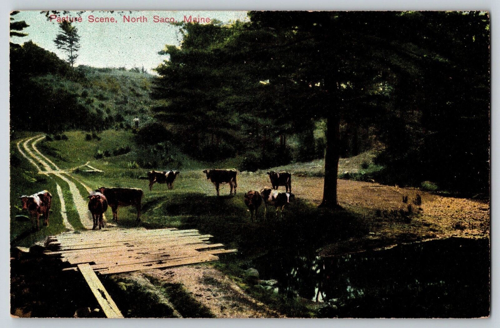 Postcard Pasture Scene - North Saco Maine
