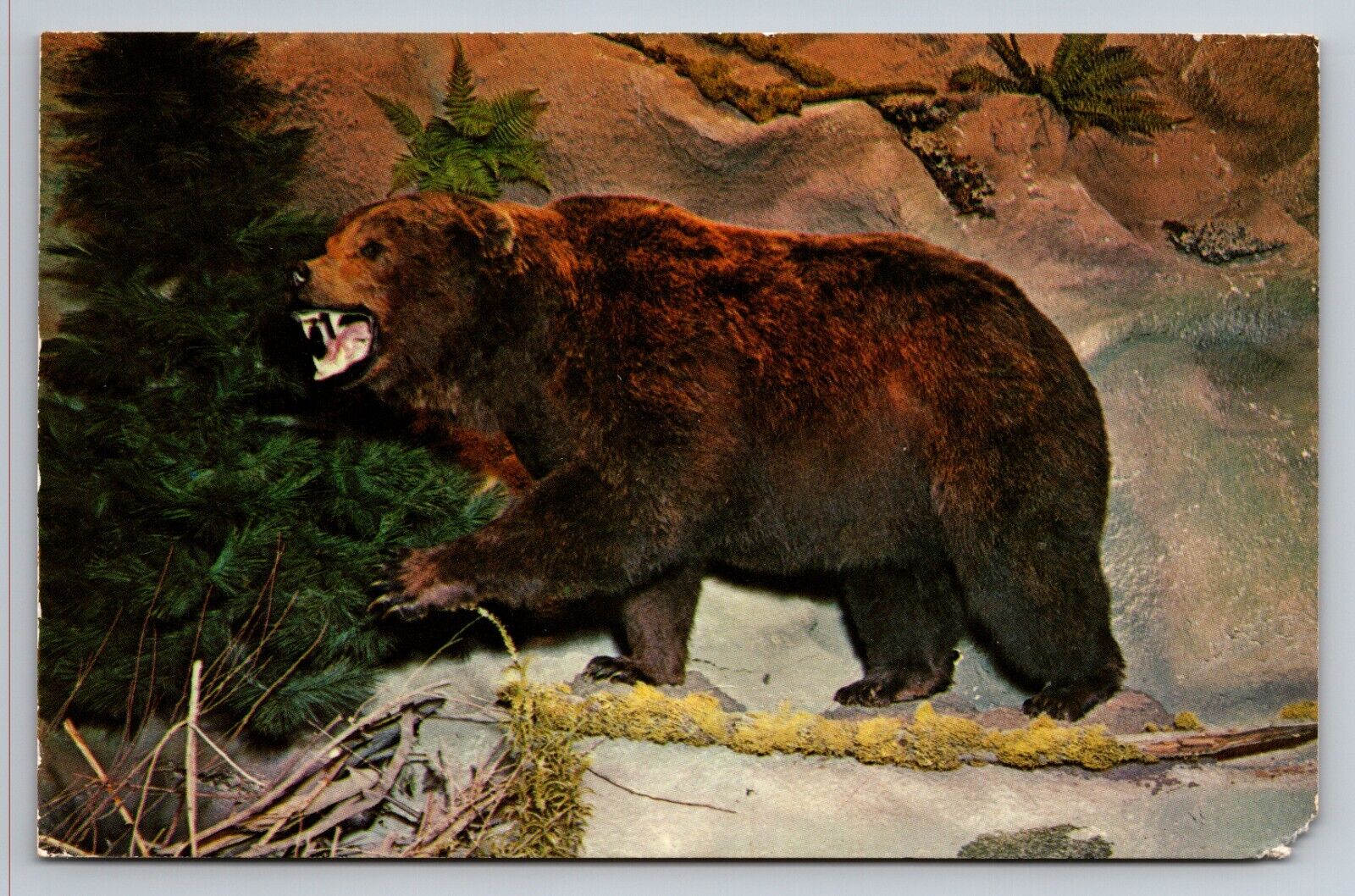 Bear At Wildlife World Yucaipa California Vintage Postcard Posted