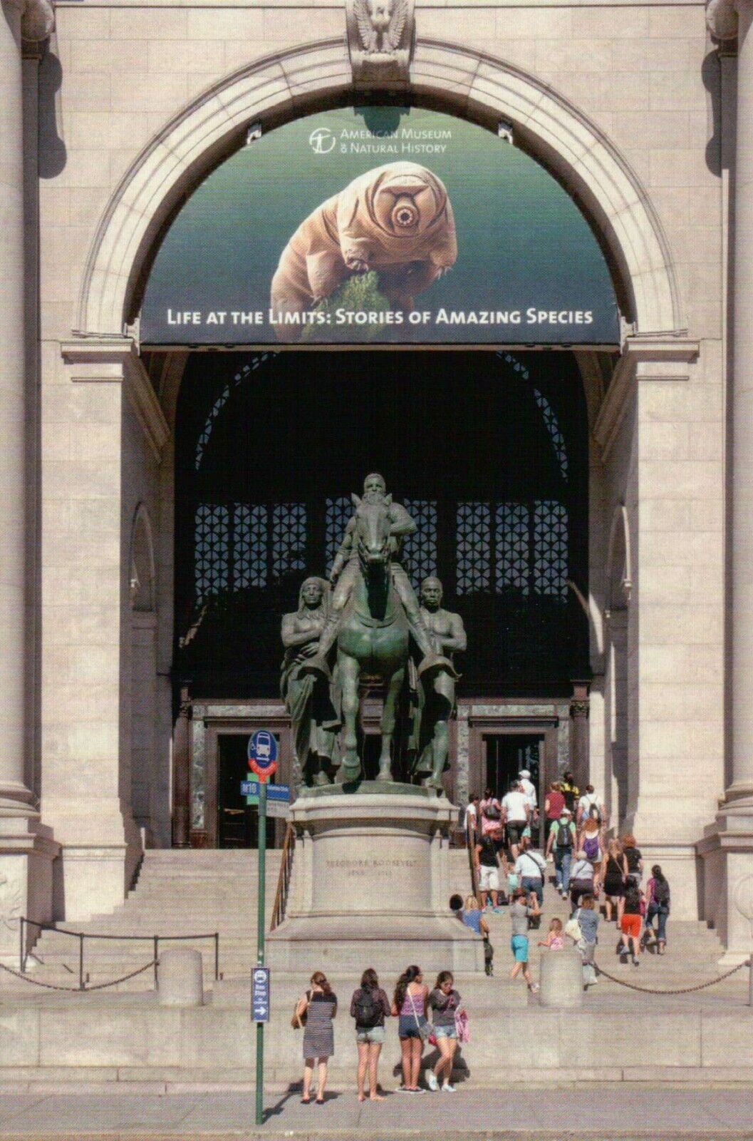 Theodore Roosevelt Statue American Museum of Natural History New York - Postcard