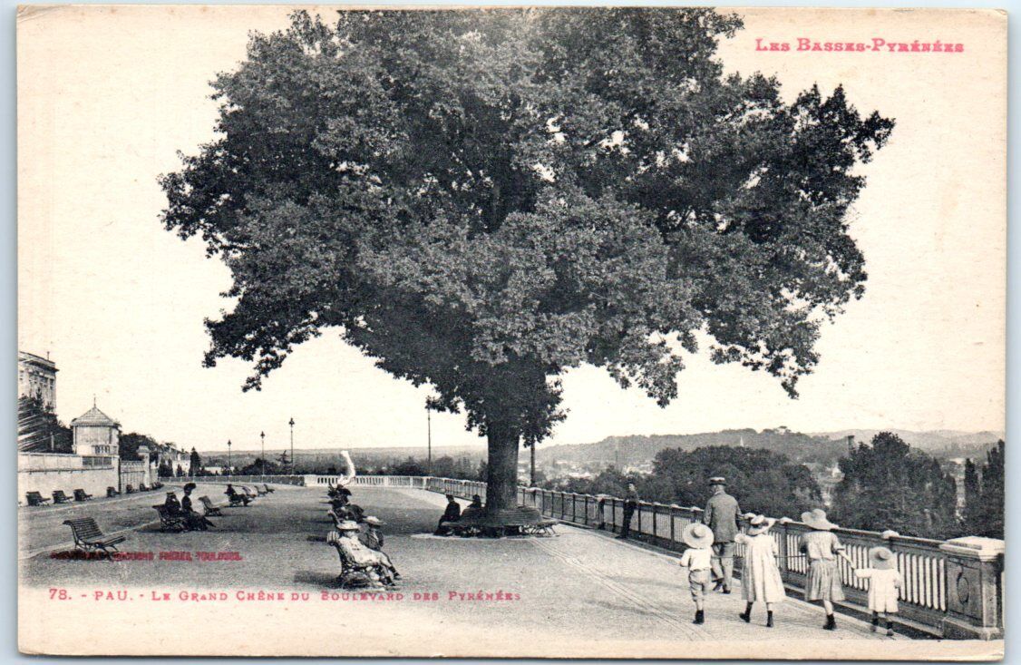 Postcard - The Grand Oak On Boulevard des Pyrénées - Pau, France
