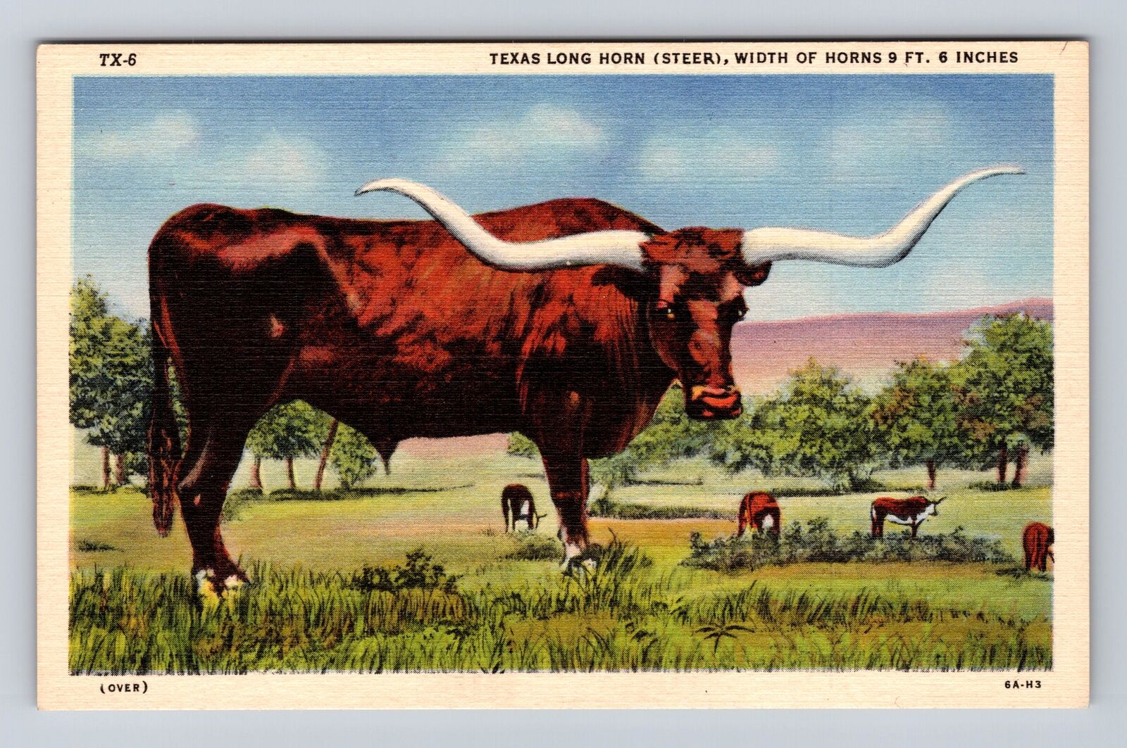 TX-Texas, Texas Long Horn, Antique, Vintage Souvenir Postcard