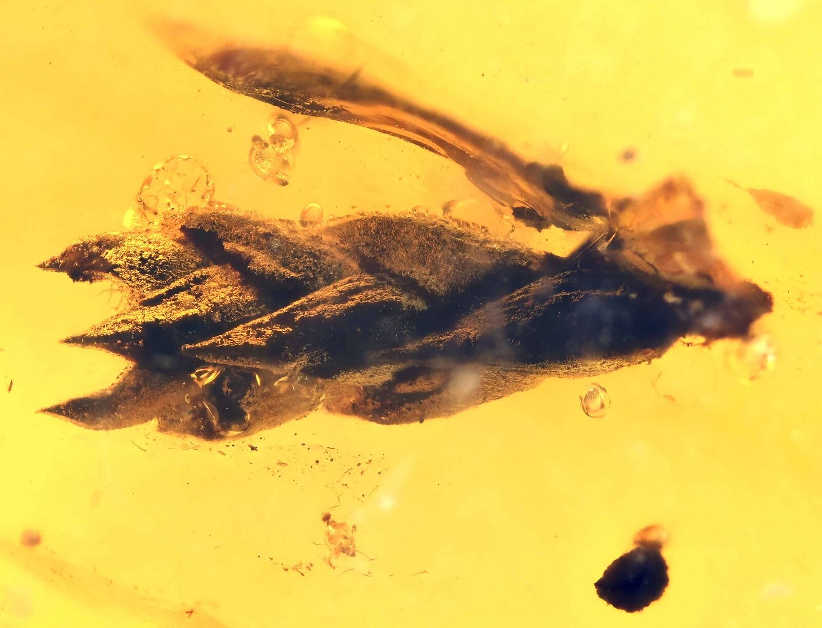 Interesting Leaf Botanical plant, Fossil inclusion in Burmese Amber