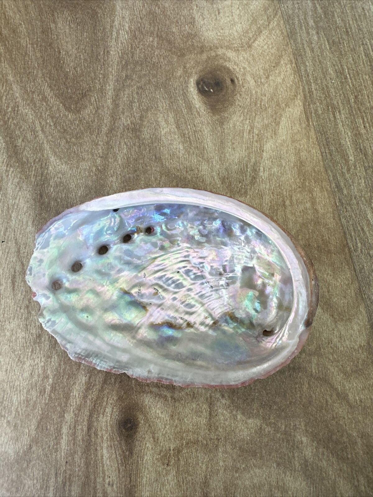 Red Abalone Haliotis Sea Shell Seashell