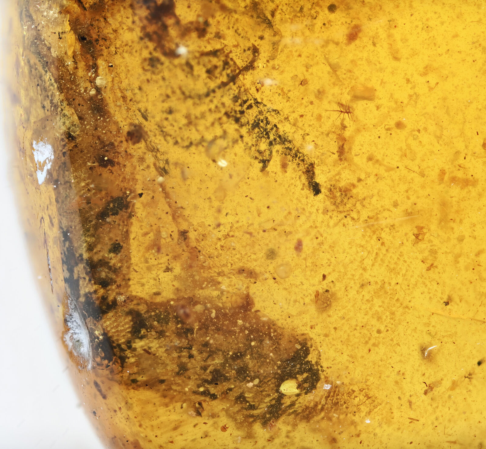 Rare Partial Lizard with arm, Fossil inclusion in Burmese Amber