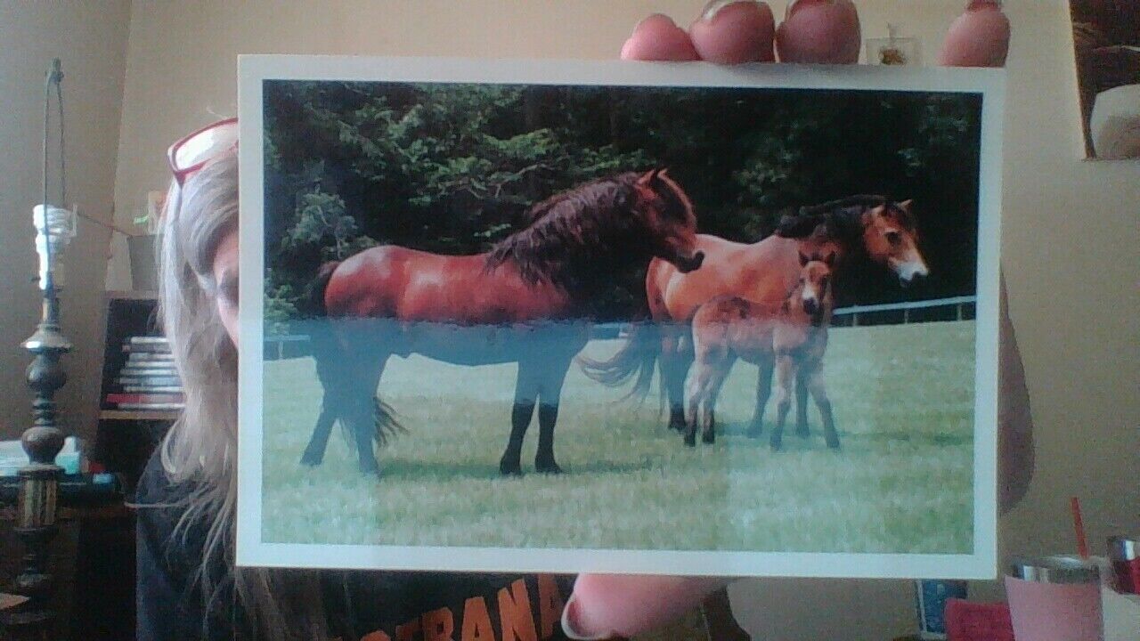 The American Livestock Breeds Company Postcard
