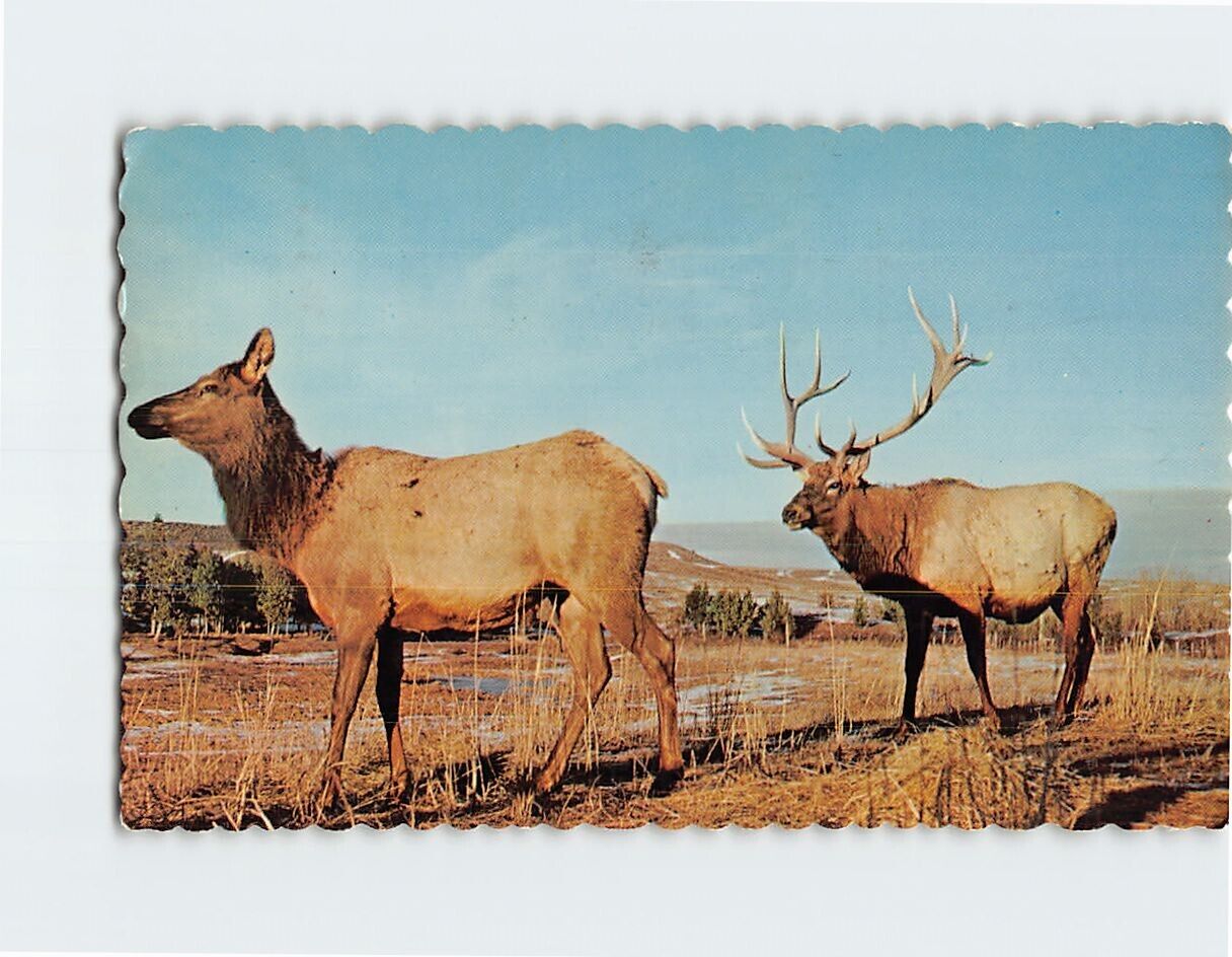 Postcard Elk