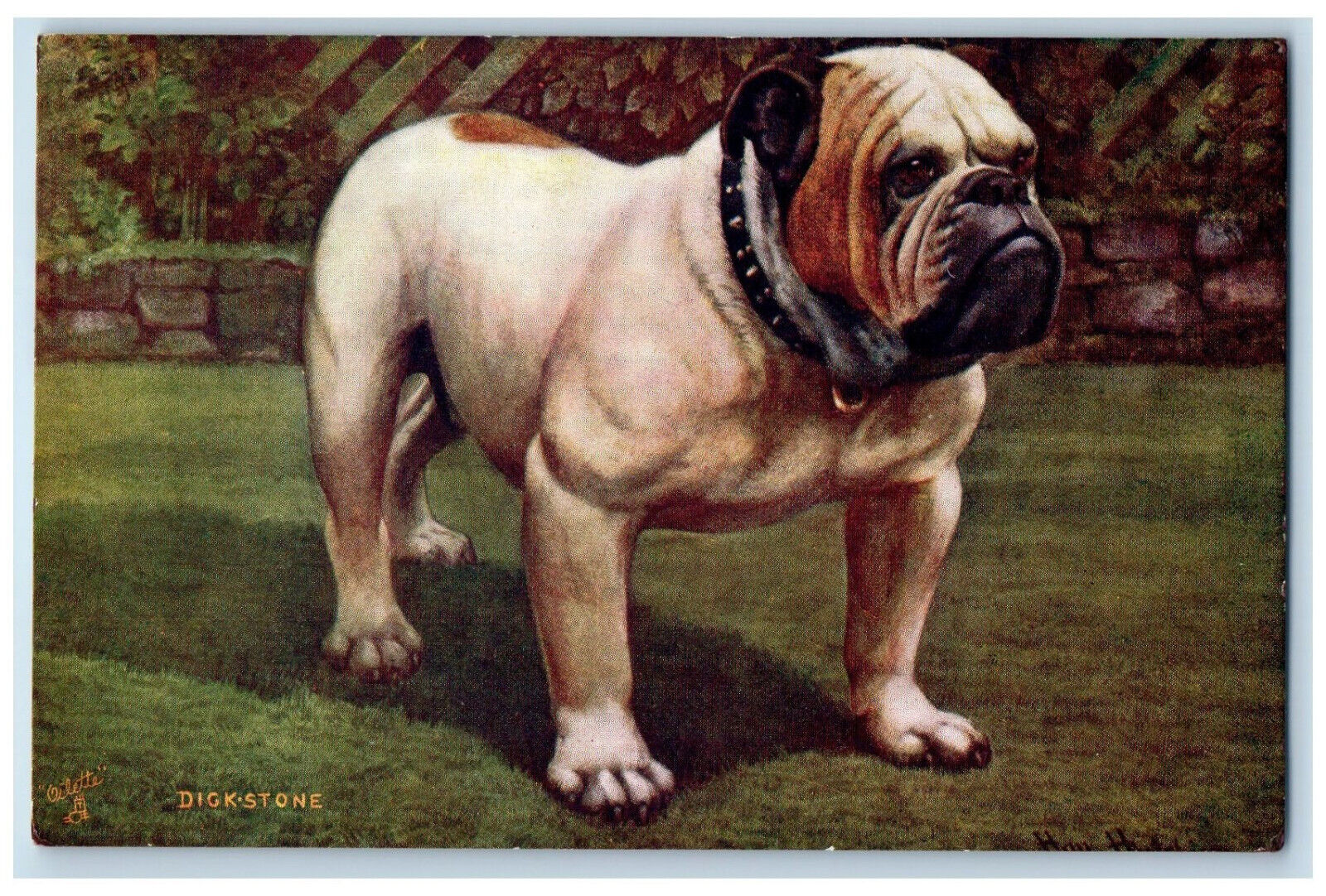 Cobourg Ontario Canada Postcard Bulldog Standing Scene 1907 Oilette Tuck Dogs