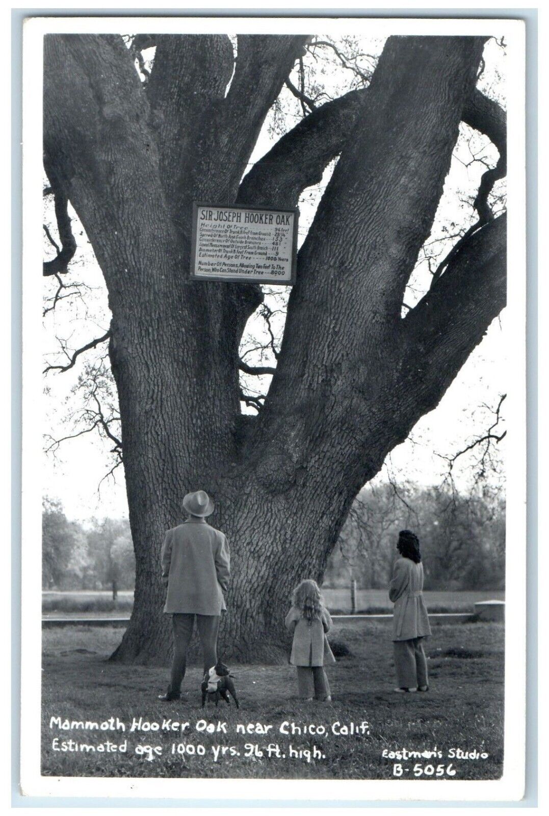 Mammoth Hooker Oak Near Chico California CA, Giant Tree RPPC Photo Postcard