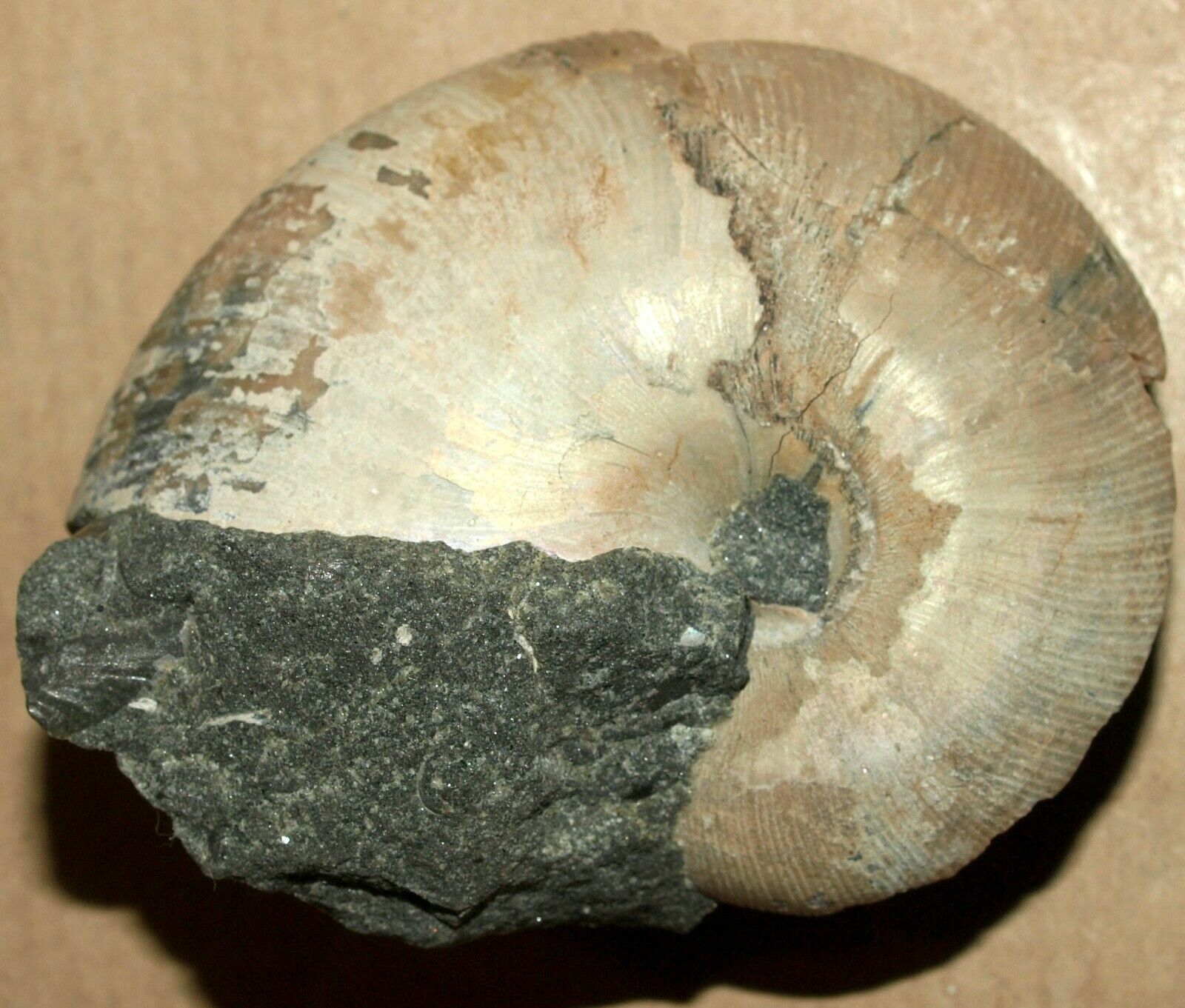  Phylloceras velledae, Michelin,1834 -Low Cretaceous ammonite