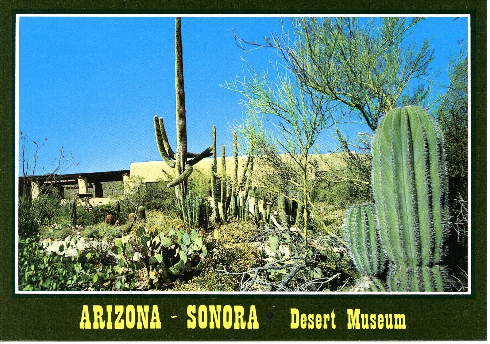 Arizona Sonora Desert Museum Cactus Cacti Botanical Garden Zoo Postcard
