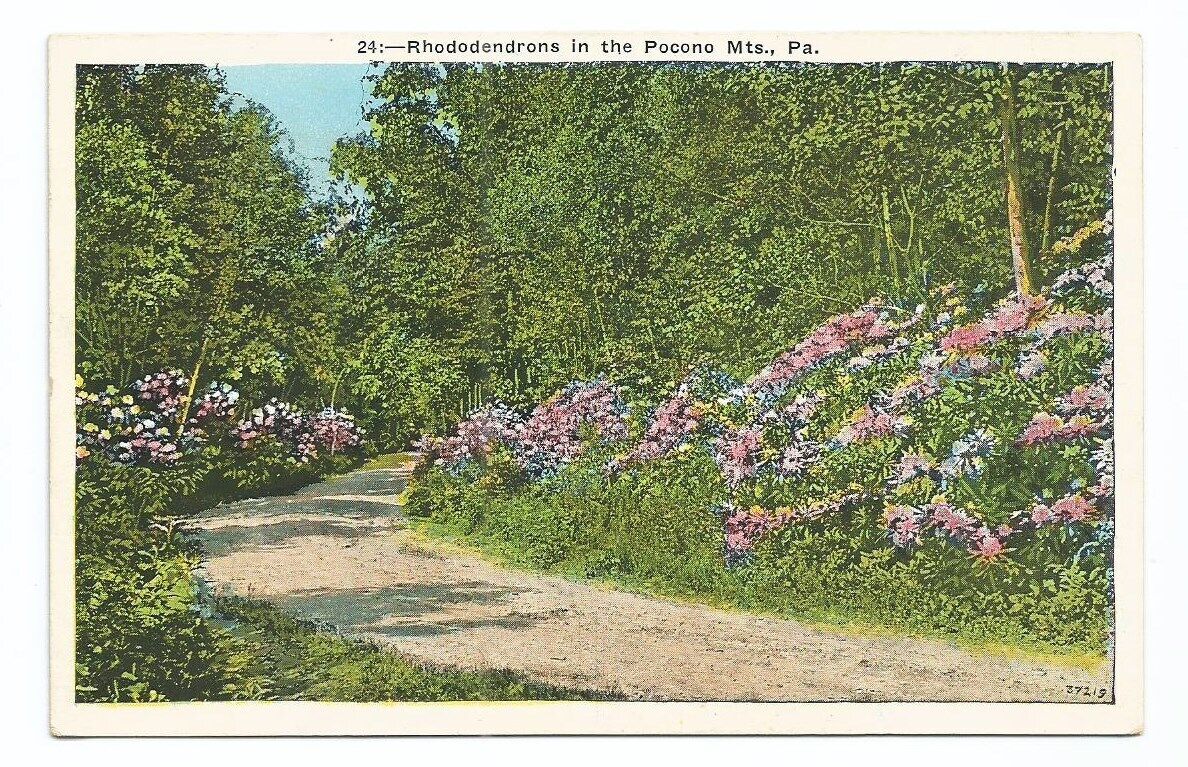 Pocono Mountain PA Postcard Pennsylvania Rhododendron Flowers