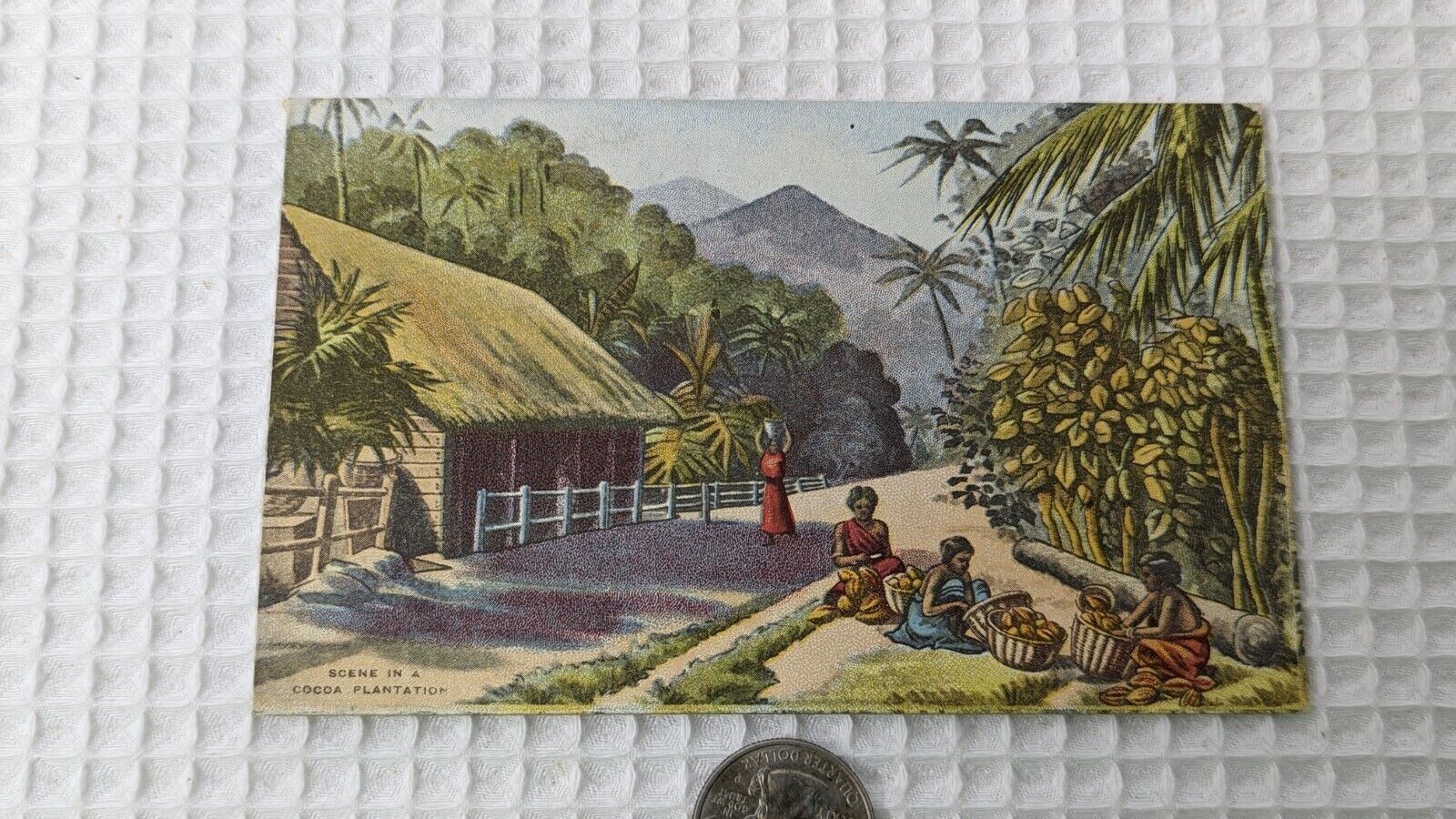 Vintage Post Card Cocoa Plantation Scene People Collecting Pods Jungle Mountains