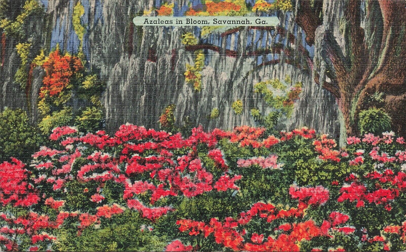 Vintage Postcard Azaleas In Bloom, Savannah, Ga. 993