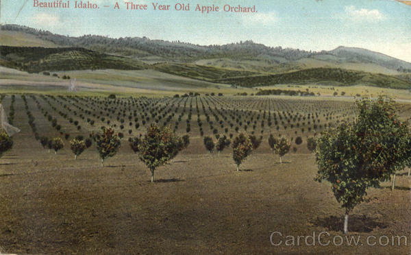 1911 Beautiful Idaho Apple Orchard Farming Wesley Andrews Antique Postcard