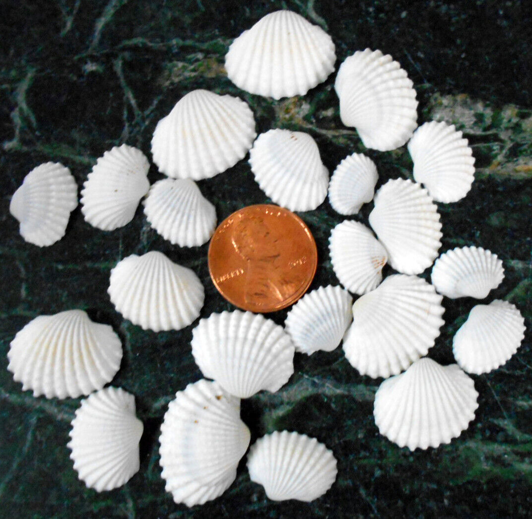 Bulk 1 Lb (500) Tiny White Ark Shells  (1/2\