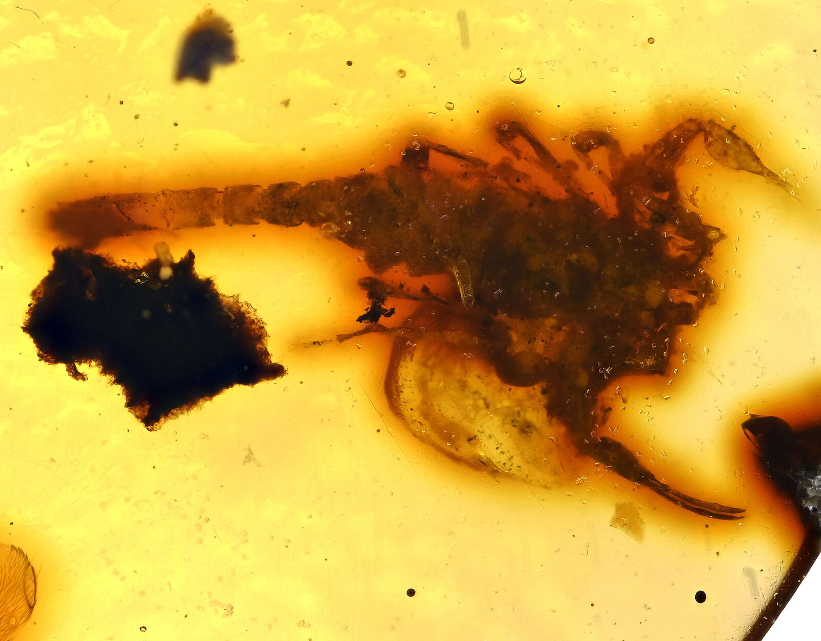 Rare Complete Scorpion with spider, Fossil inclusion in Burmese Amber
