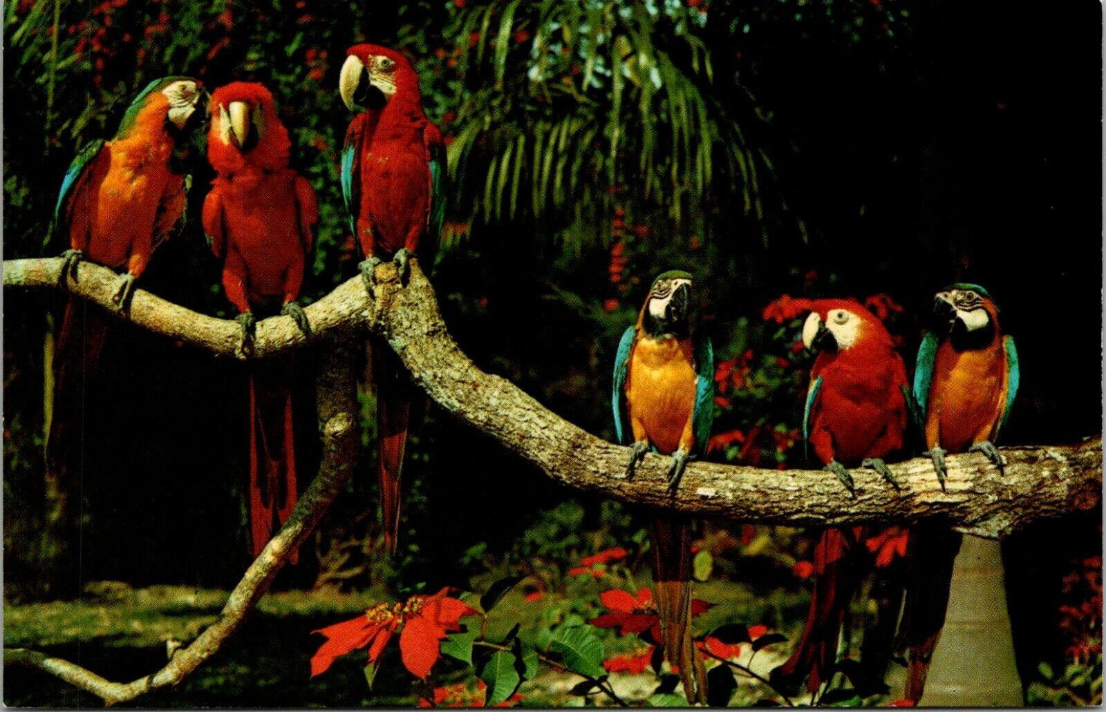 Vintage Postcard Hello from Parrot Jungle Miami Fla