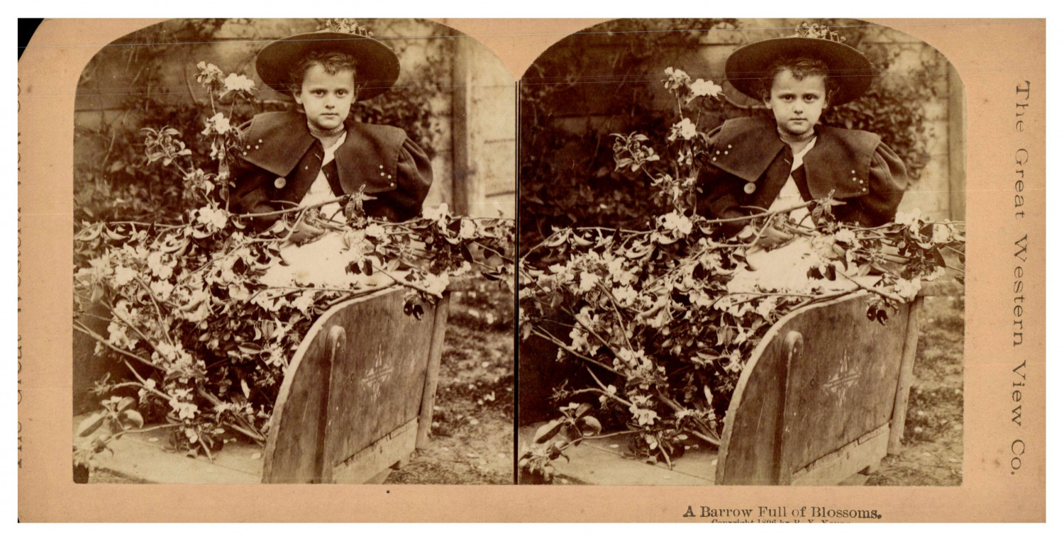 Girl with a Wheelbarrow Filled with Flowers, ca.1880, Stereo Vintage Print