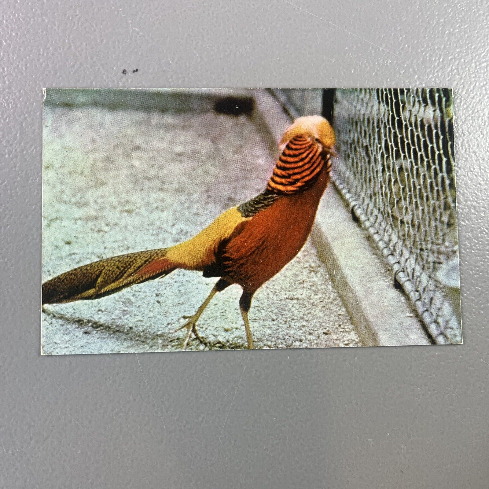 New York Zoological Park Golden Pheasant Washington DC Wildlife DB Postcard