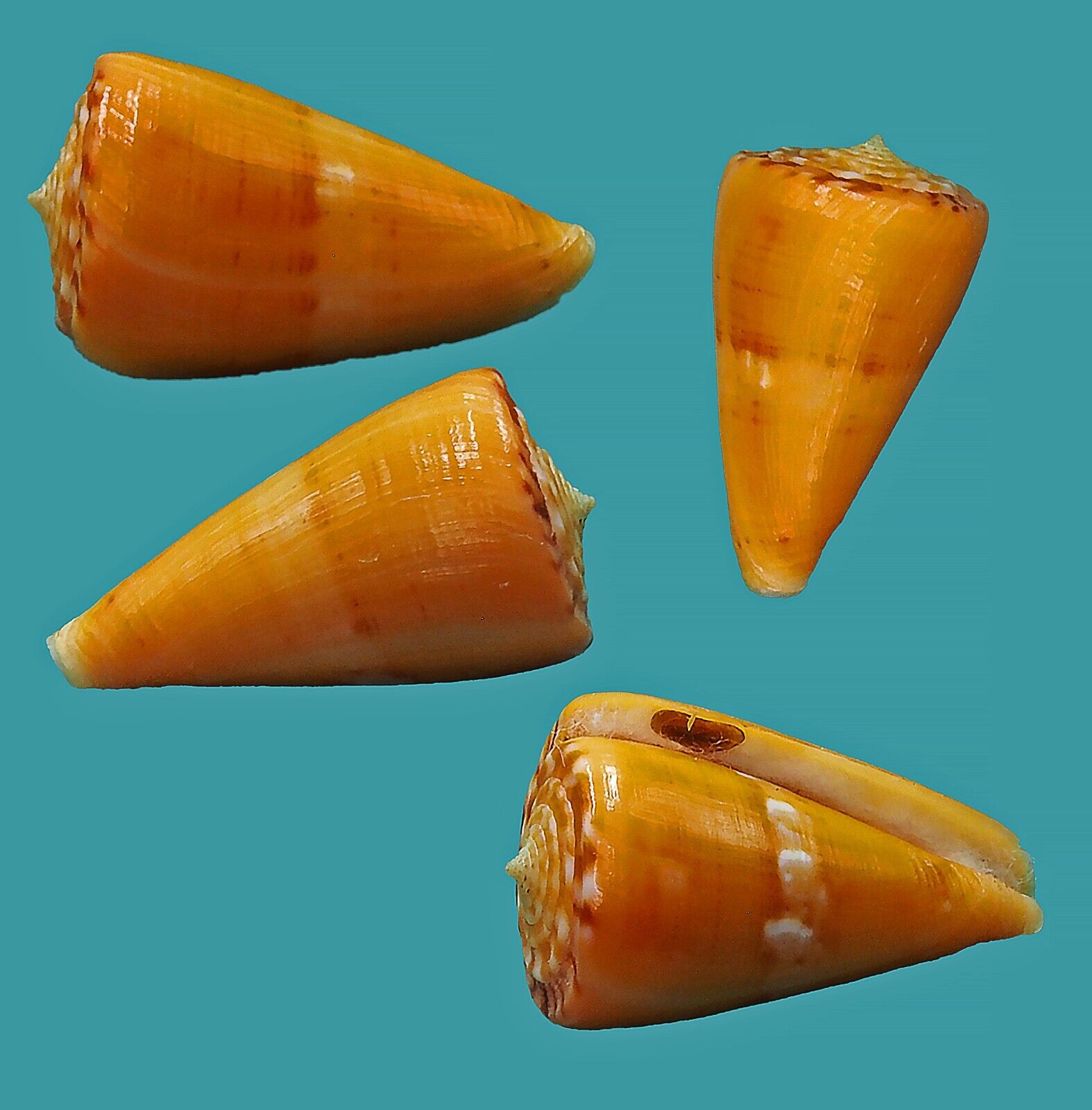 Conus Amphiurgus  33.23  Cape Lezarde Martinique SELECTED Seashell
