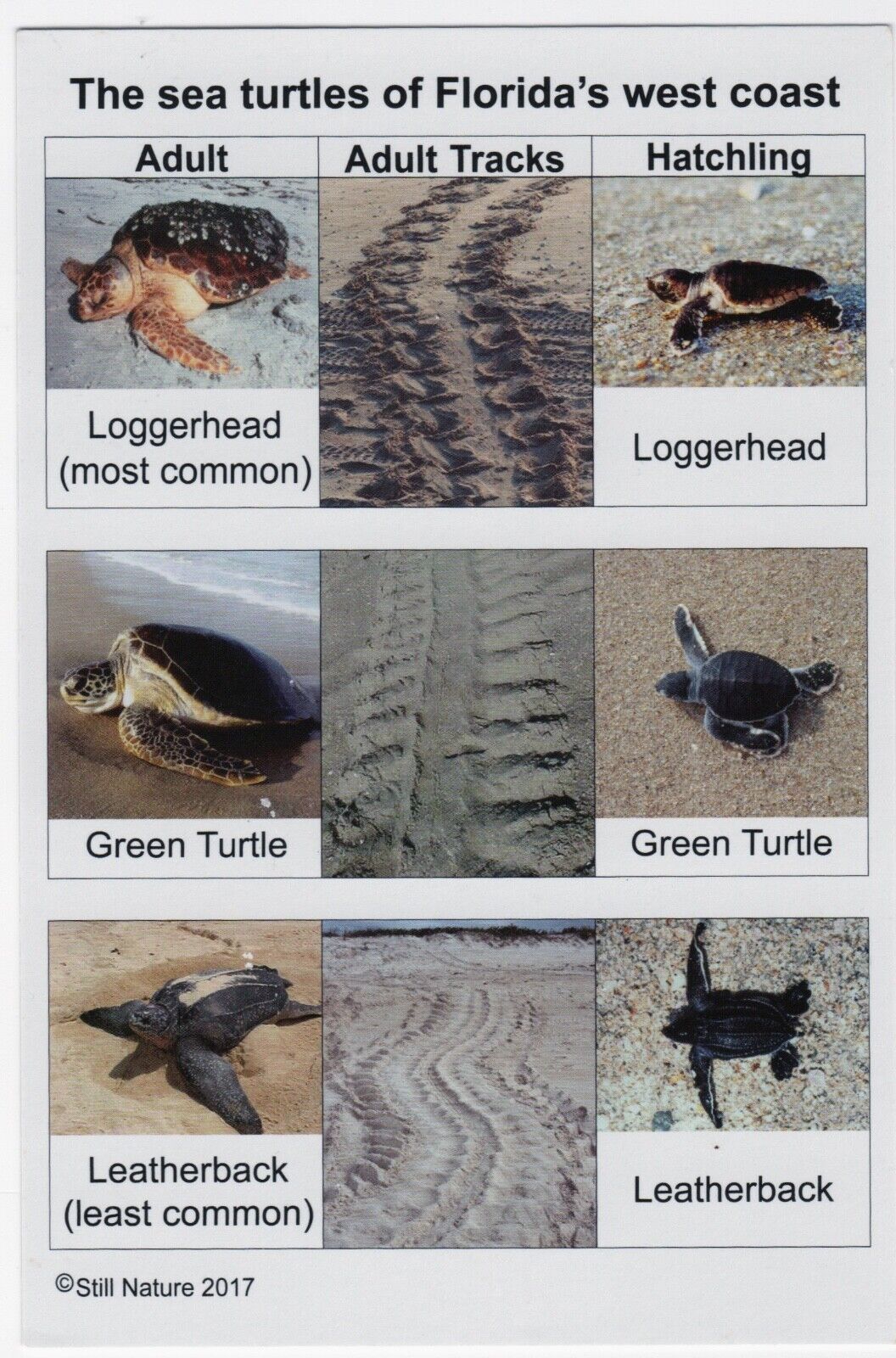 The Sea Turtles of Florida\'s West Coast Information Card 6\