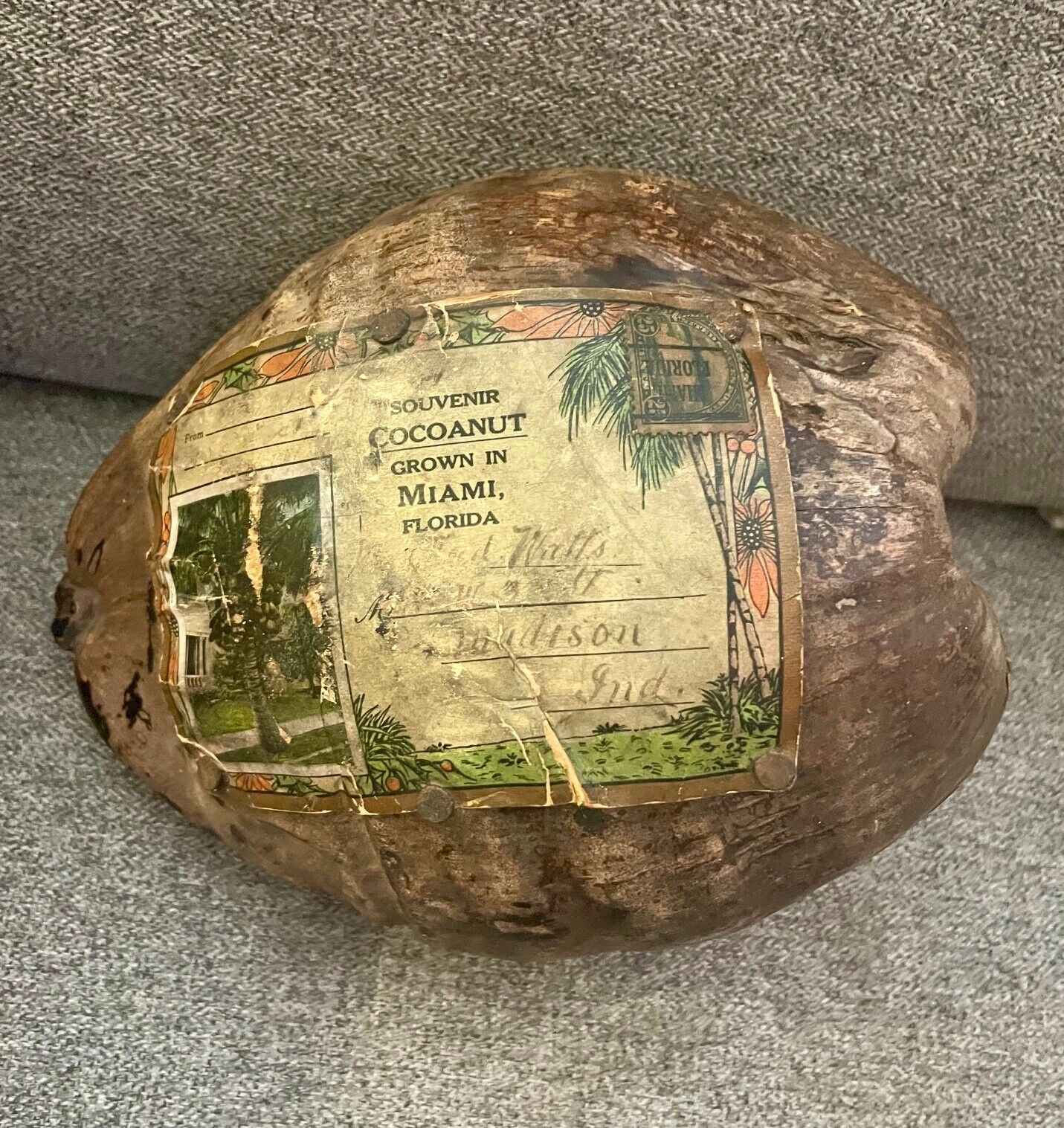 1930s Miami Florida Souvenir MAILED Coconut